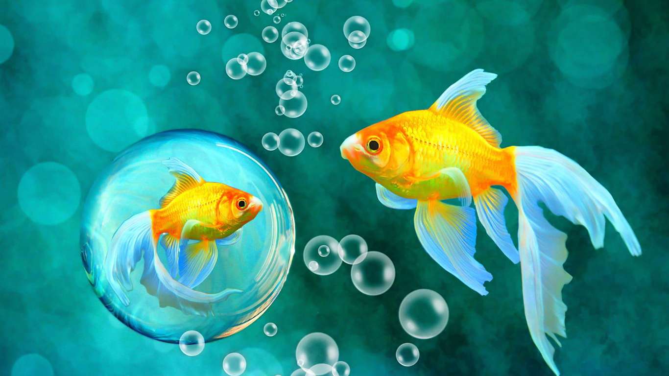 why-you-should-choose-fish-food-for-the-fish-pet-maple-pets