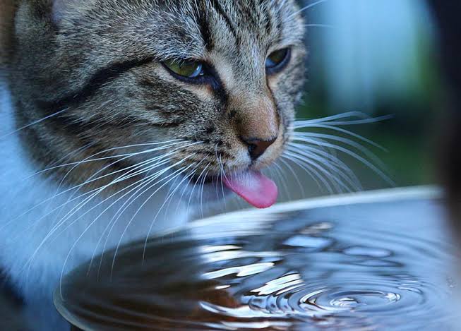 The Importance of Cat Hydration in Summer