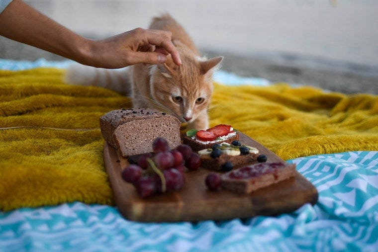 Is cat food shop bad for humans