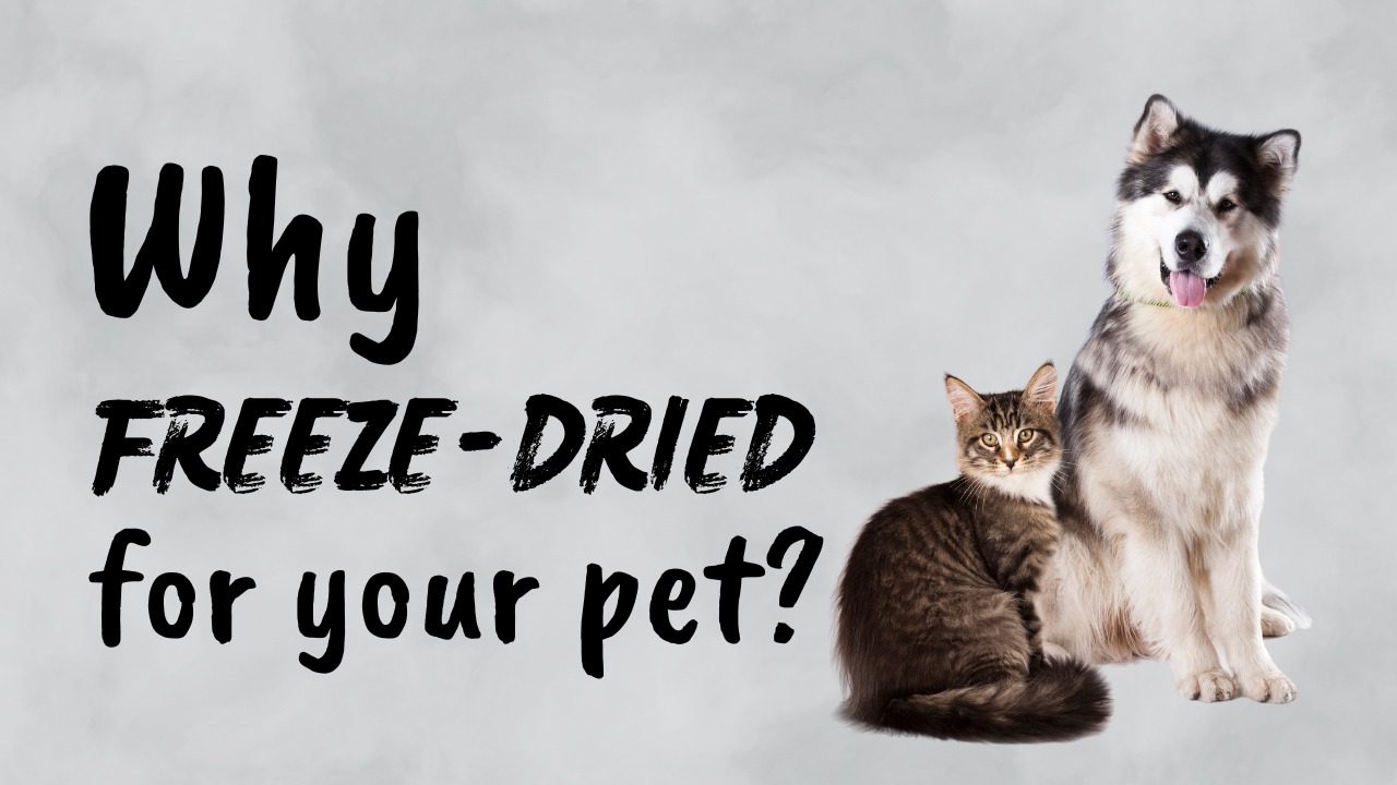 Nutrience Sub-Zero Pet Food: Explore the Power of Freeze-Dried