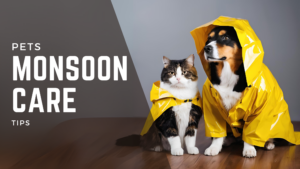 Pet Care in Monsoon