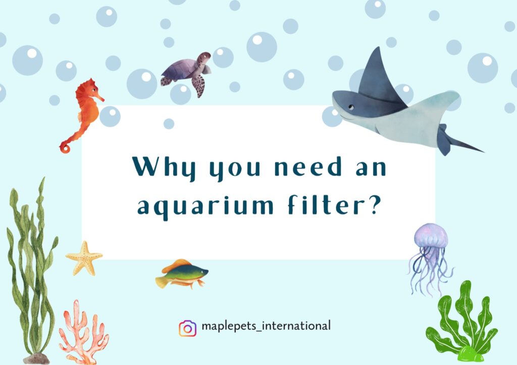 Why do you need a aquarium filter?