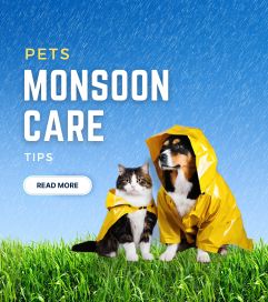 pet care in monsoon