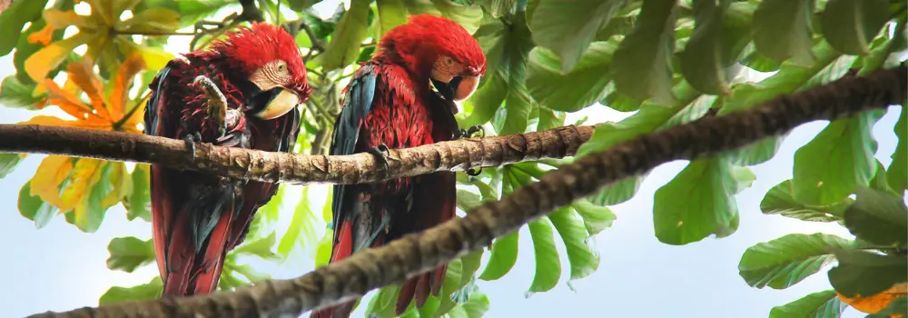 macaw