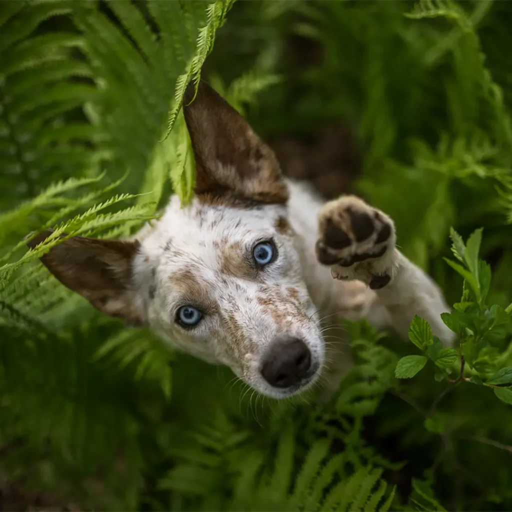 unique dog